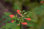 Mexican fireplant <BR>Painted-leaf